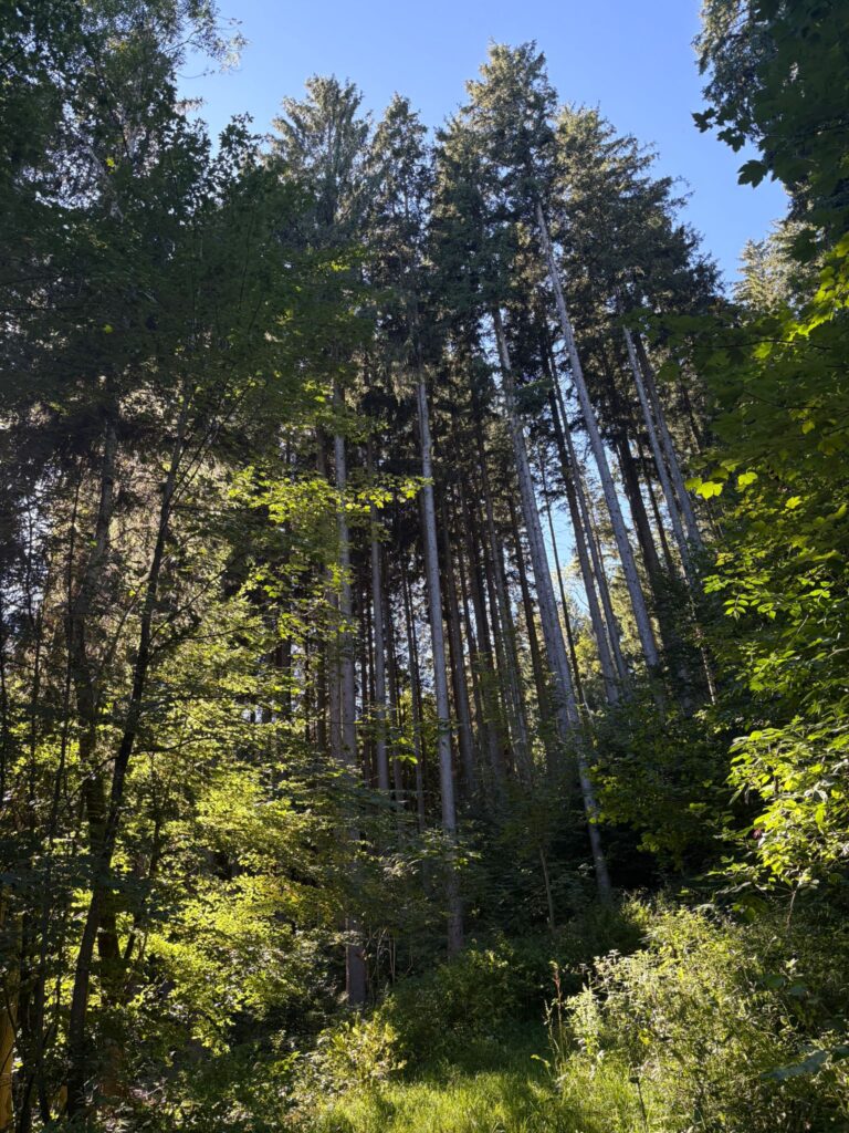 Julia-Leitner-Wald-Baum