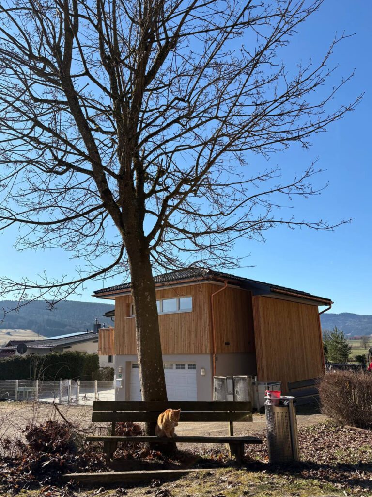 Julia-Leitner-Waldpraxis-Praxis-Natur-Baum